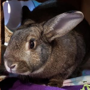 Holly, Adult Female unknown