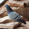 Rocko 244 photo 1