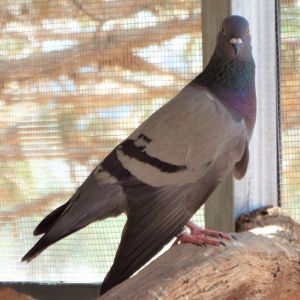 Paloma 254, Adult Female unknown