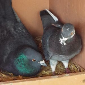 Pigwidgeon 208, Senior Male unknown