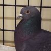 Pigwidgeon 208 photo 2