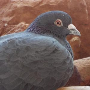 Granite 279, Senior Male unknown
