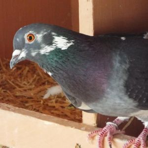 Petey 259, Senior Female unknown