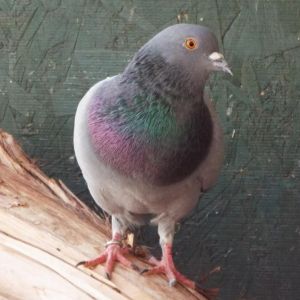 Isadora 299, Adult Male unknown