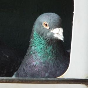 DeeDee 241, Senior Male unknown