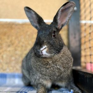 Molly, Adult Female unknown