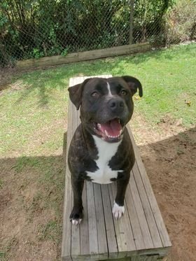 Petunia, an adoptable Labrador Retriever in Orangeburg, SC, 29118 | Photo Image 1