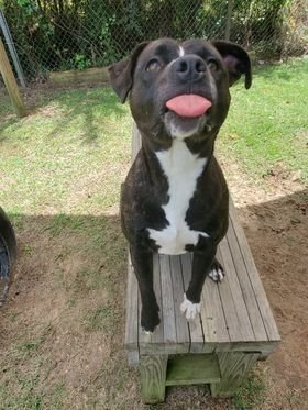 Petunia, an adoptable Labrador Retriever in Orangeburg, SC, 29118 | Photo Image 2