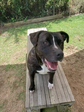 Petunia, an adoptable Labrador Retriever in Orangeburg, SC, 29118 | Photo Image 3