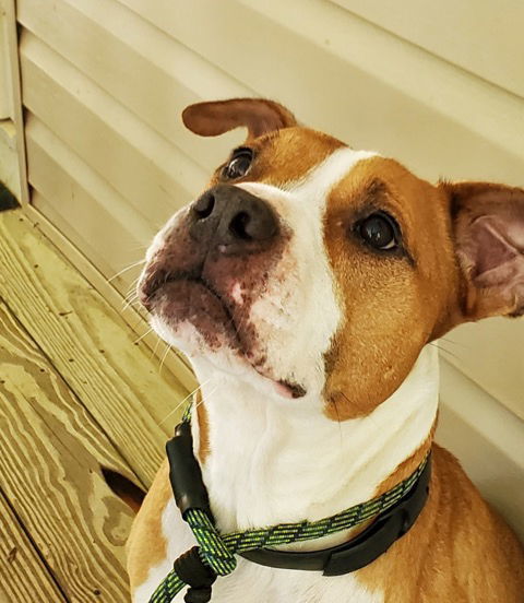 Brandy, an adoptable Pit Bull Terrier in Thomasville, NC, 27361 | Photo Image 1