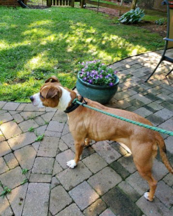 Brandy, an adoptable Pit Bull Terrier in Thomasville, NC, 27361 | Photo Image 2