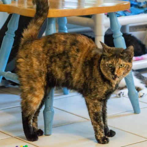 Ginger, an adoptable Domestic Short Hair in Middletown, NY, 10940 | Photo Image 1