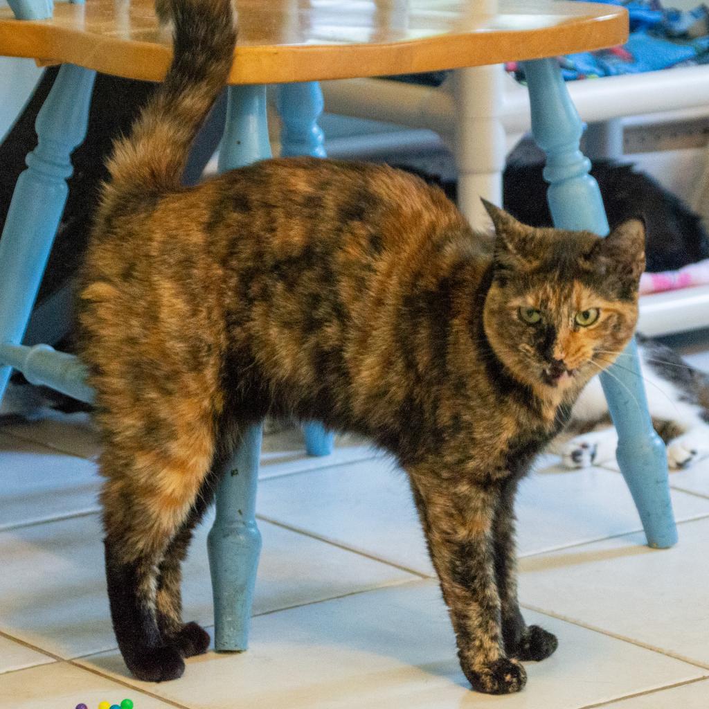 Ginger, an adoptable Domestic Short Hair in Middletown, NY, 10940 | Photo Image 1