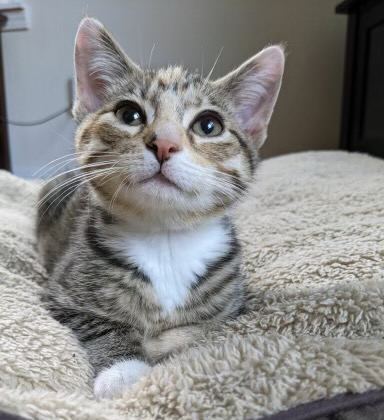 Penny, an adopted Tabby in Pierre, SD_image-2