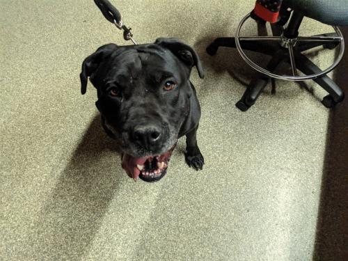I1353730, an adoptable Rottweiler in Pomona, CA, 91766 | Photo Image 1