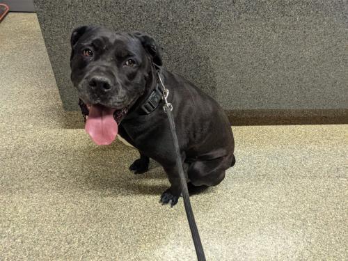 I1353730, an adoptable Rottweiler in Pomona, CA, 91766 | Photo Image 2