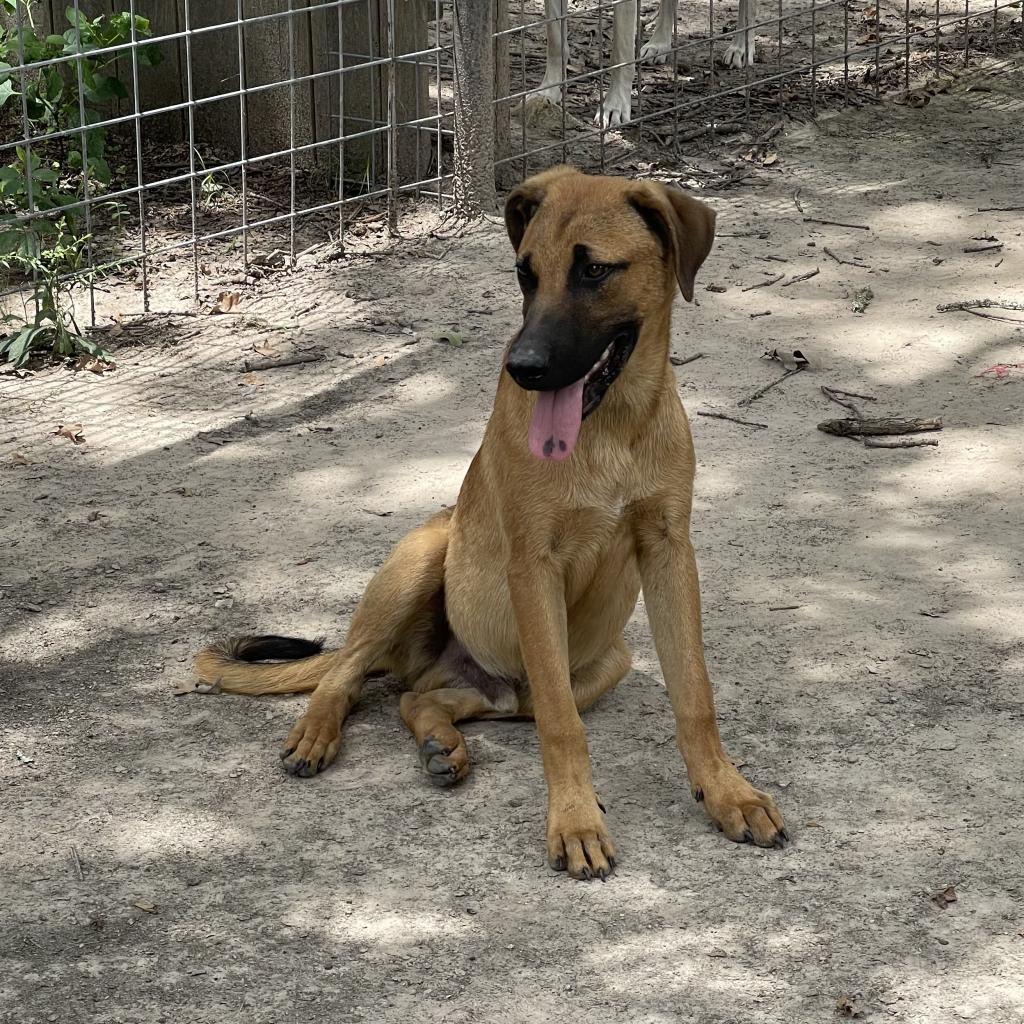 Jax, an adoptable Black Mouth Cur, Mixed Breed in Dallas, TX, 75201 | Photo Image 1