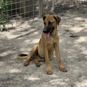 Jax, Adult Male Black Mouth Cur