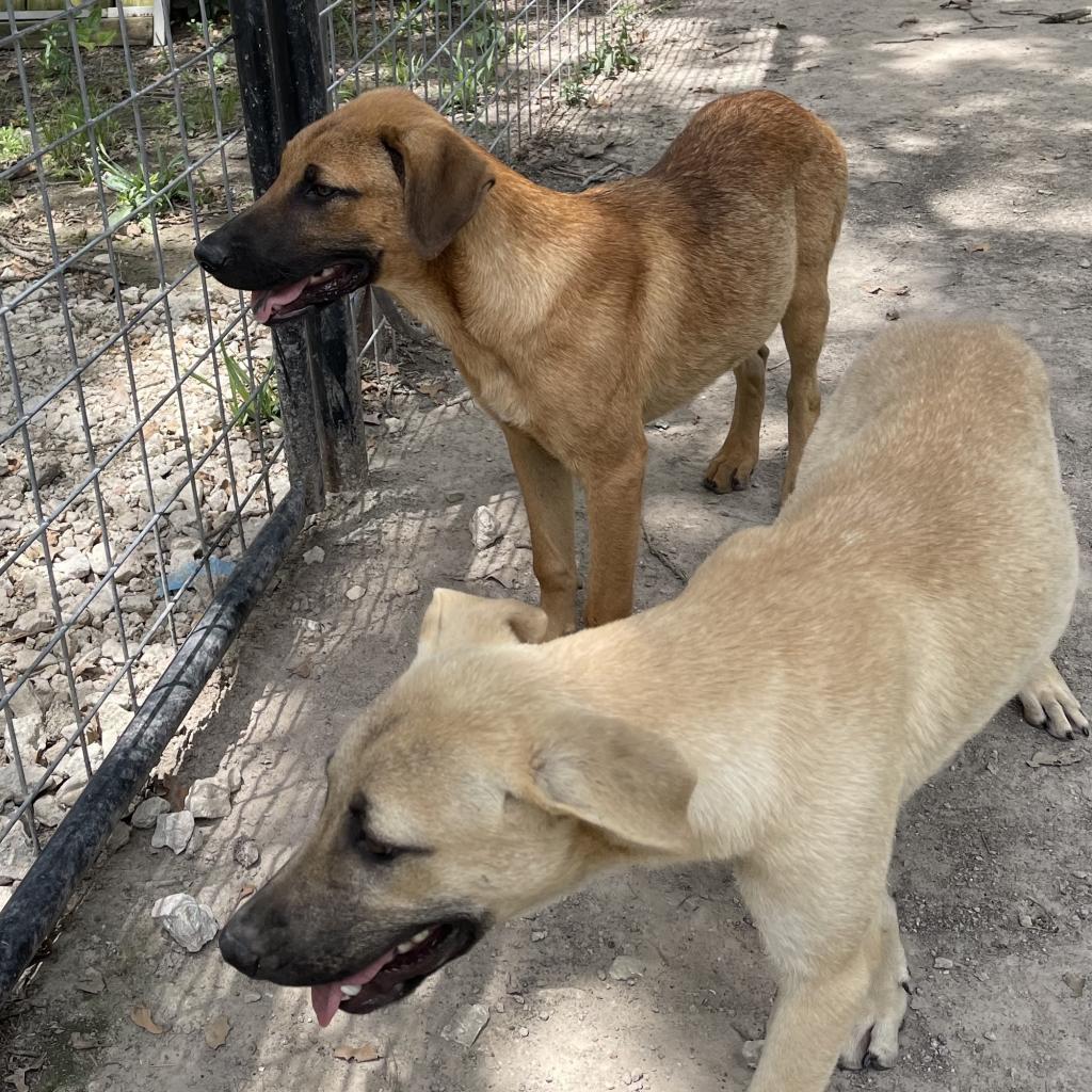 Jax, an adoptable Black Mouth Cur, Mixed Breed in Dallas, TX, 75201 | Photo Image 2