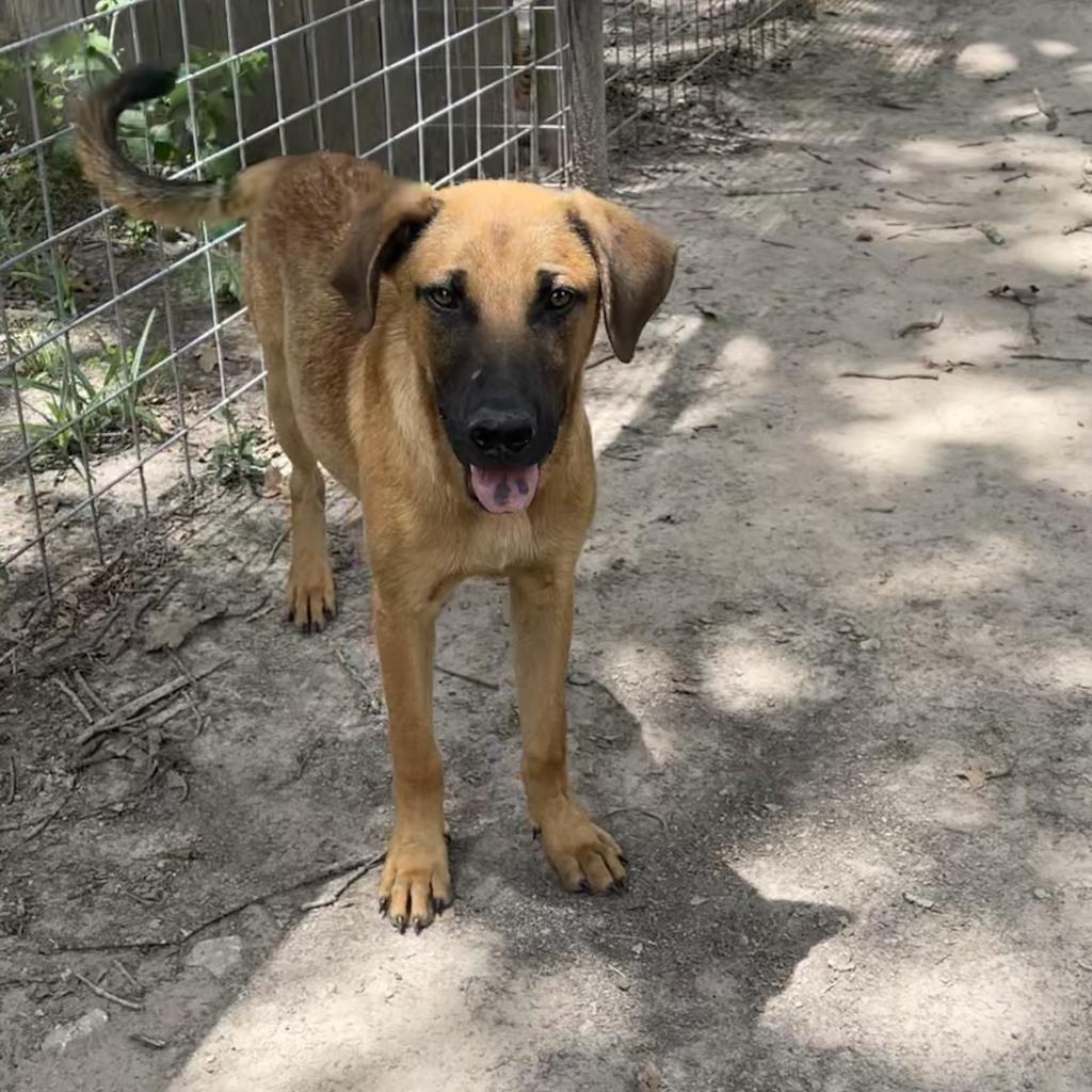 Jax, an adoptable Black Mouth Cur, Mixed Breed in Dallas, TX, 75201 | Photo Image 3
