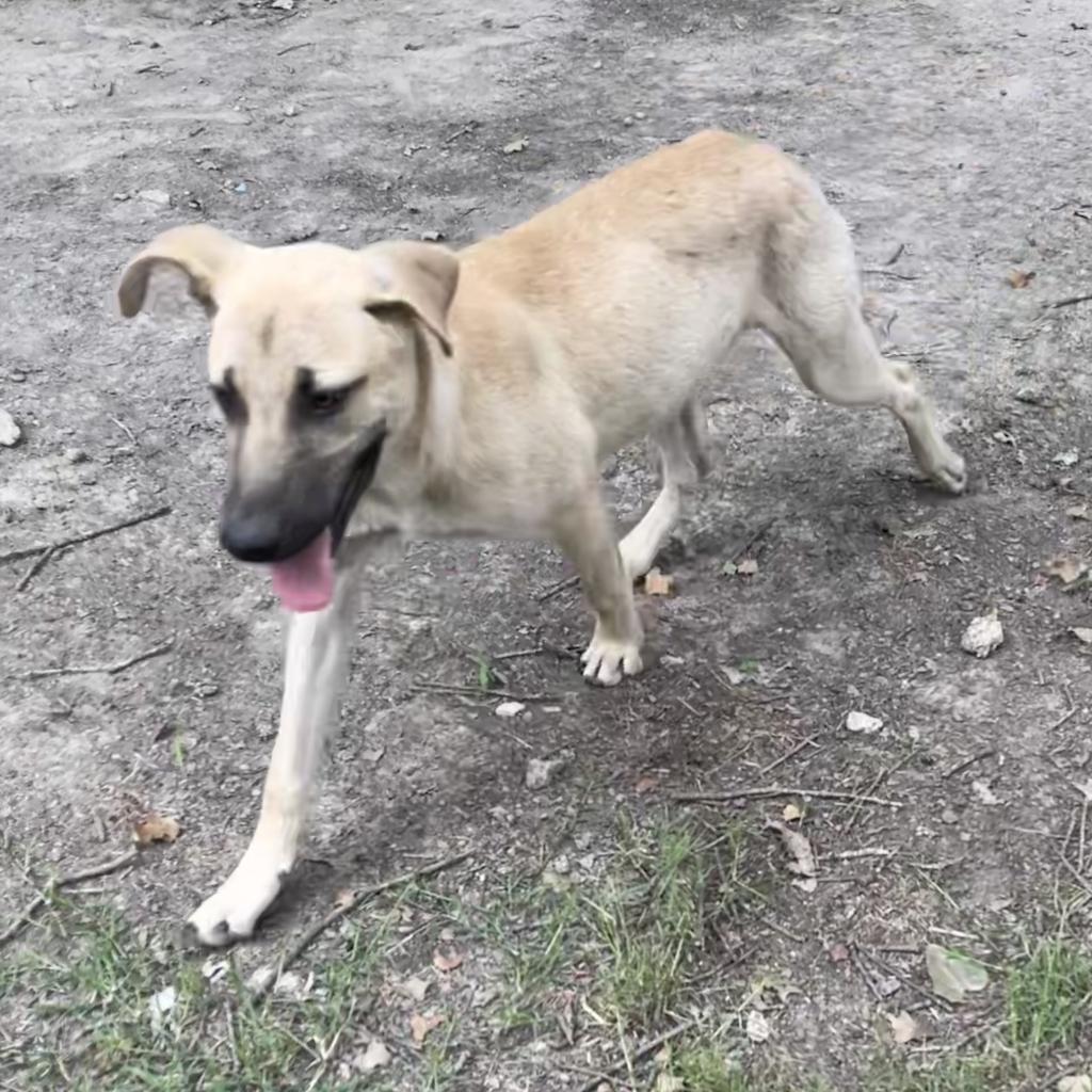 Jolie, an adoptable Black Mouth Cur, Mixed Breed in Dallas, TX, 75201 | Photo Image 1