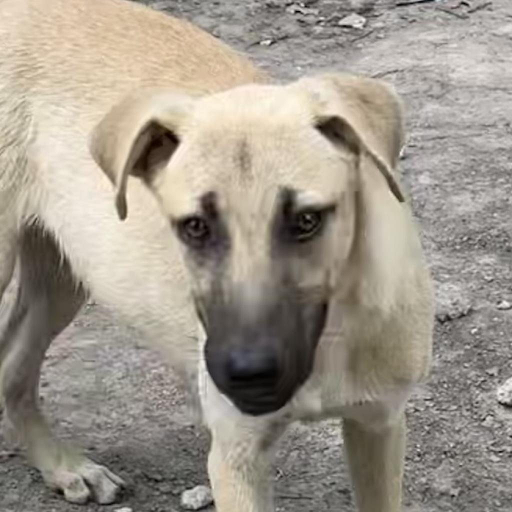 Jolie, an adoptable Black Mouth Cur, Mixed Breed in Dallas, TX, 75201 | Photo Image 2