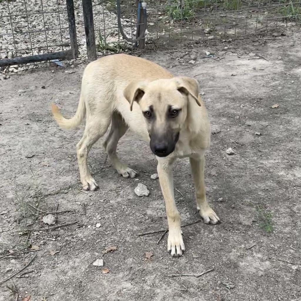 Jolie, an adoptable Black Mouth Cur, Mixed Breed in Dallas, TX, 75201 | Photo Image 3