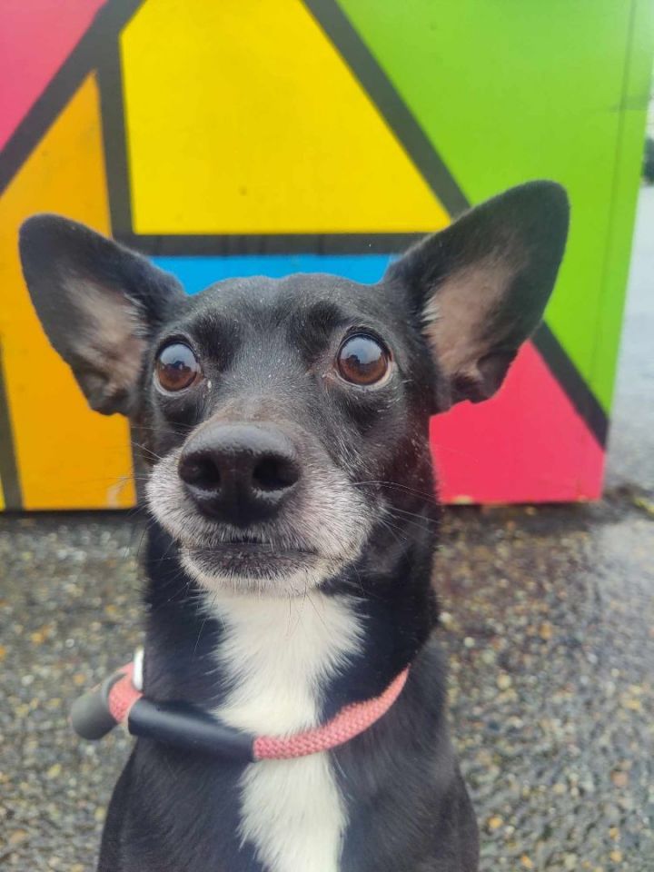 Long haired chihuahua hot sale fox terrier mix