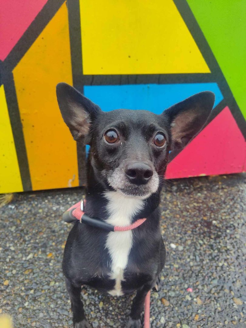 Jet, an adoptable Chihuahua, Fox Terrier in Tacoma, WA, 98418 | Photo Image 2
