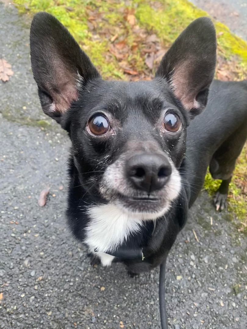 Jet, an adoptable Chihuahua, Fox Terrier in Tacoma, WA, 98418 | Photo Image 3