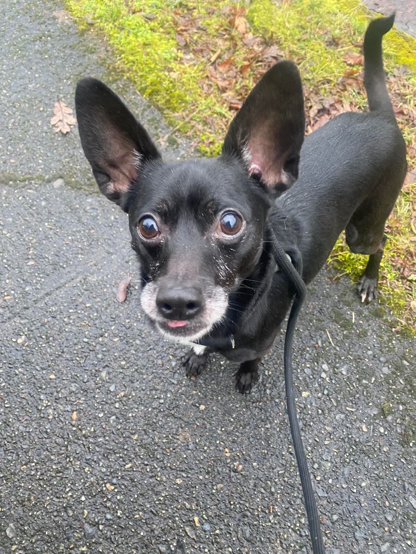 Jet, an adoptable Chihuahua, Fox Terrier in Tacoma, WA, 98418 | Photo Image 5