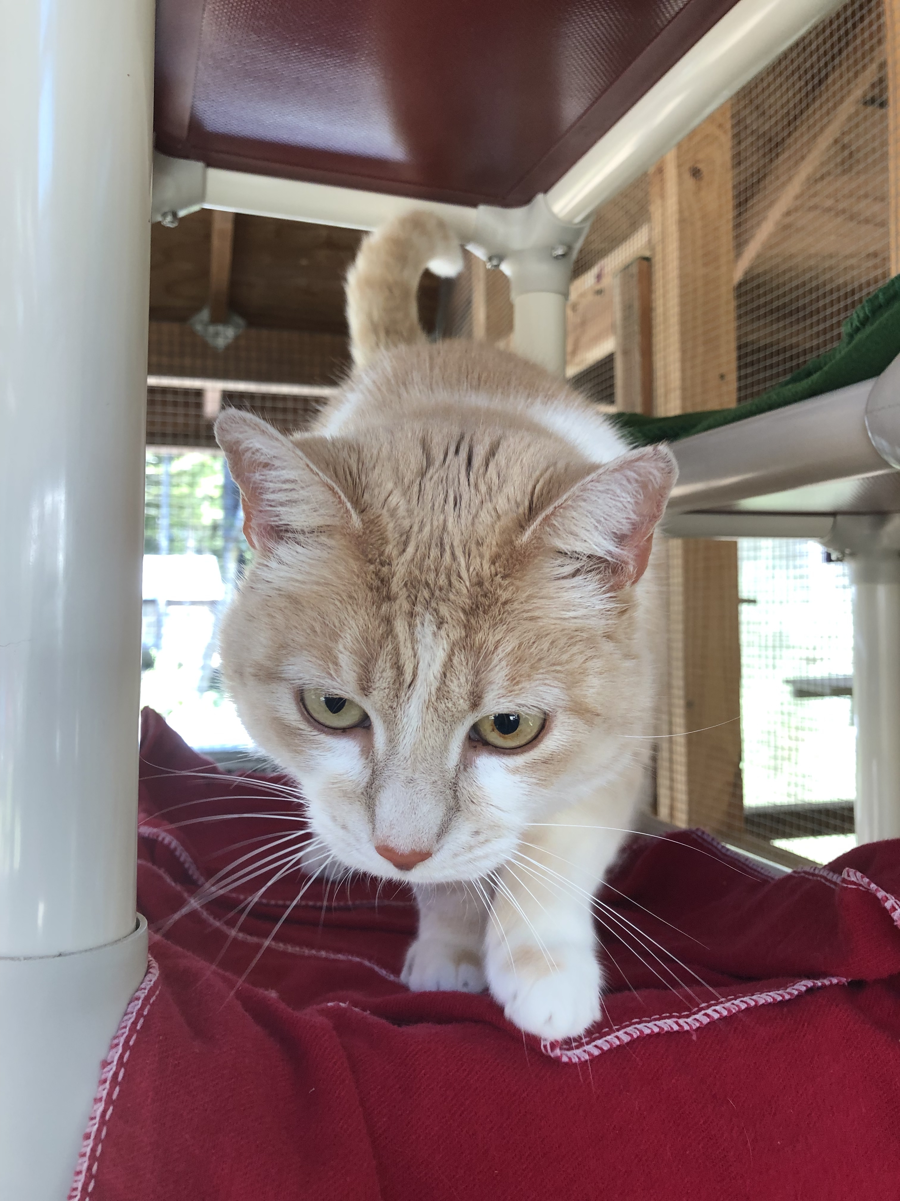 Masho, an adoptable Domestic Short Hair in Fort Bragg, CA, 95437 | Photo Image 2