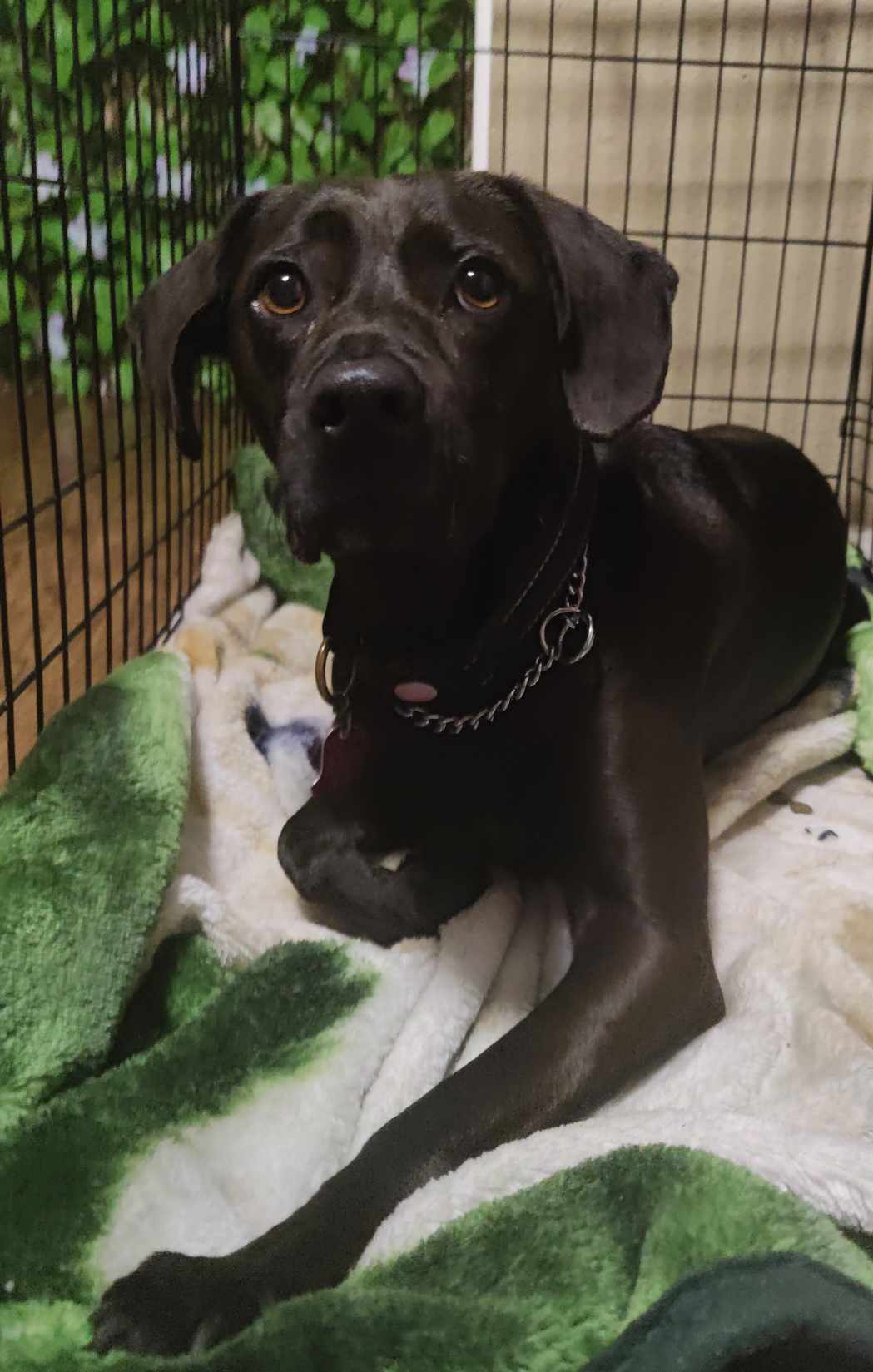 Dixie, an adoptable Labrador Retriever, Blue Lacy in Kempner, TX, 76539 | Photo Image 2