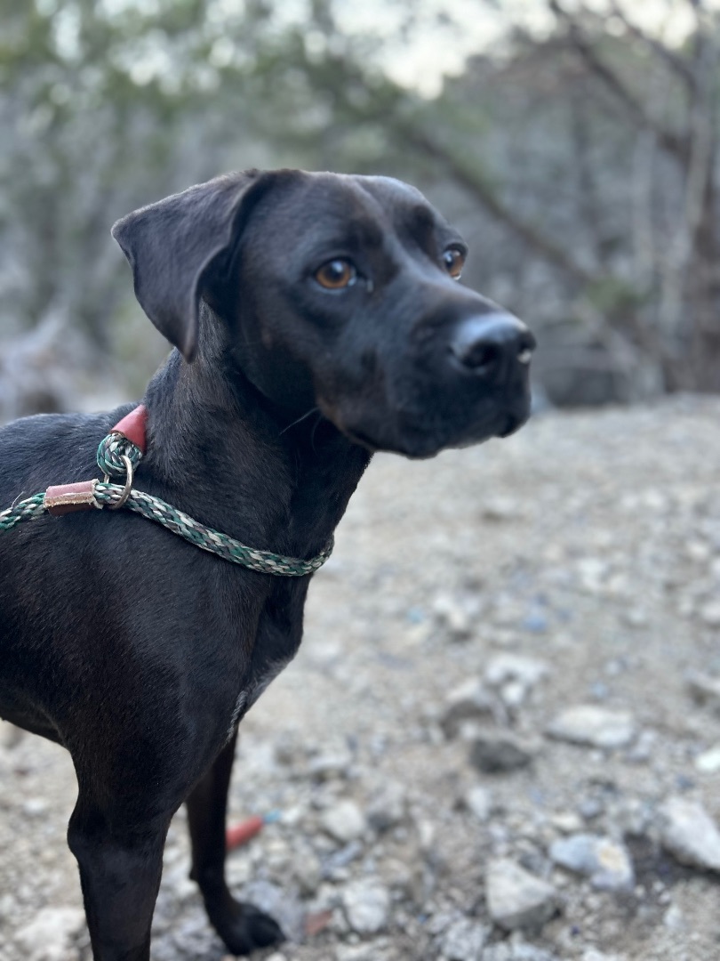 Dixie, an adoptable Labrador Retriever, Blue Lacy in Kempner, TX, 76539 | Photo Image 6