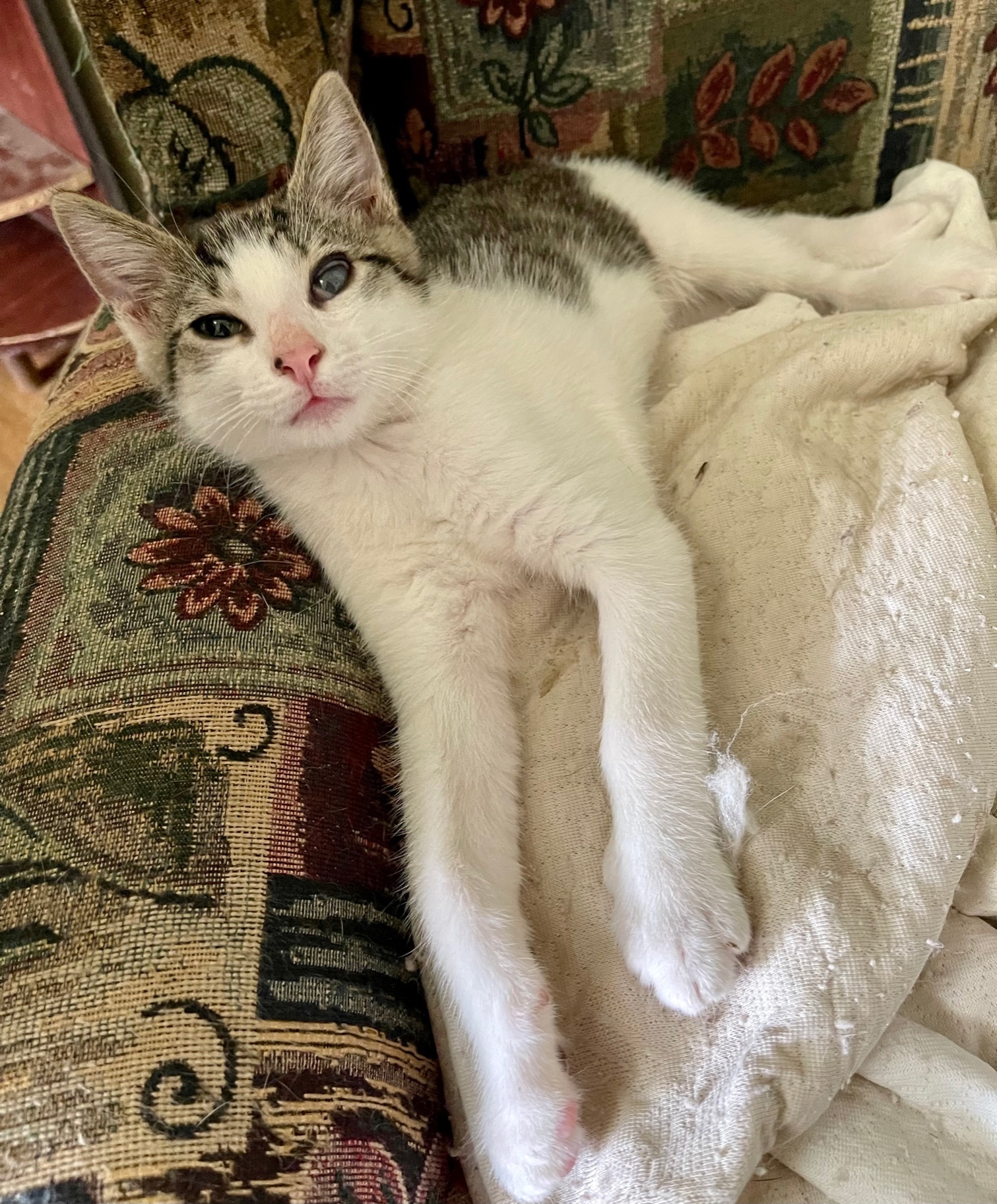 Baptiste, an adoptable Domestic Short Hair in Oakdale, CA, 95361 | Photo Image 1