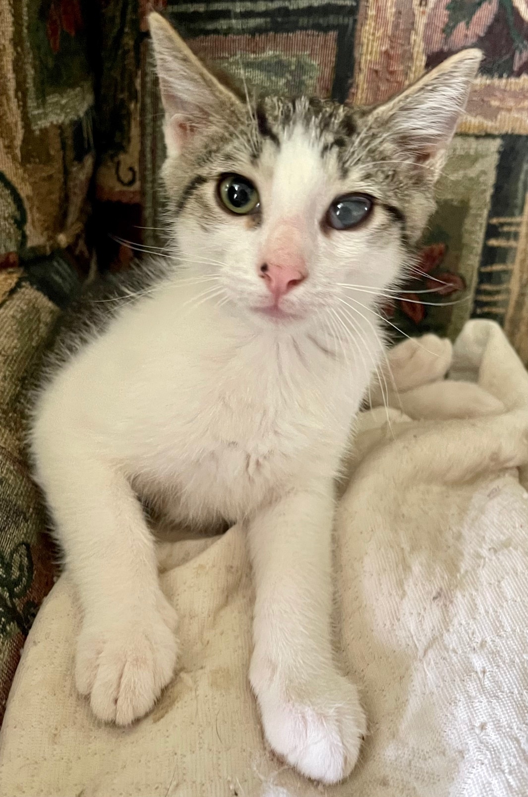 Baptiste, an adoptable Domestic Short Hair in Oakdale, CA, 95361 | Photo Image 2