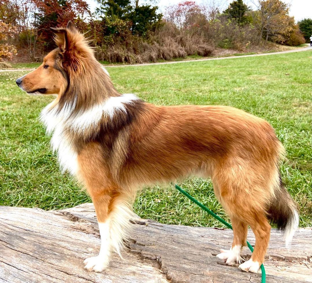 Buzz, an adoptable Shetland Sheepdog / Sheltie in New Albany, IN, 47150 | Photo Image 3