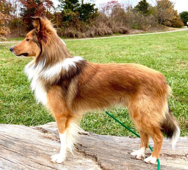 Heartland shelties store