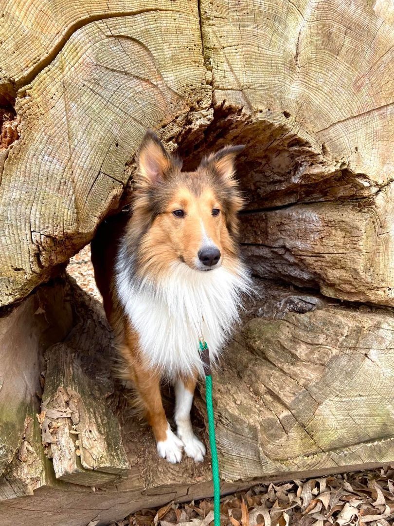 Buzz, an adoptable Shetland Sheepdog / Sheltie in New Albany, IN, 47150 | Photo Image 4