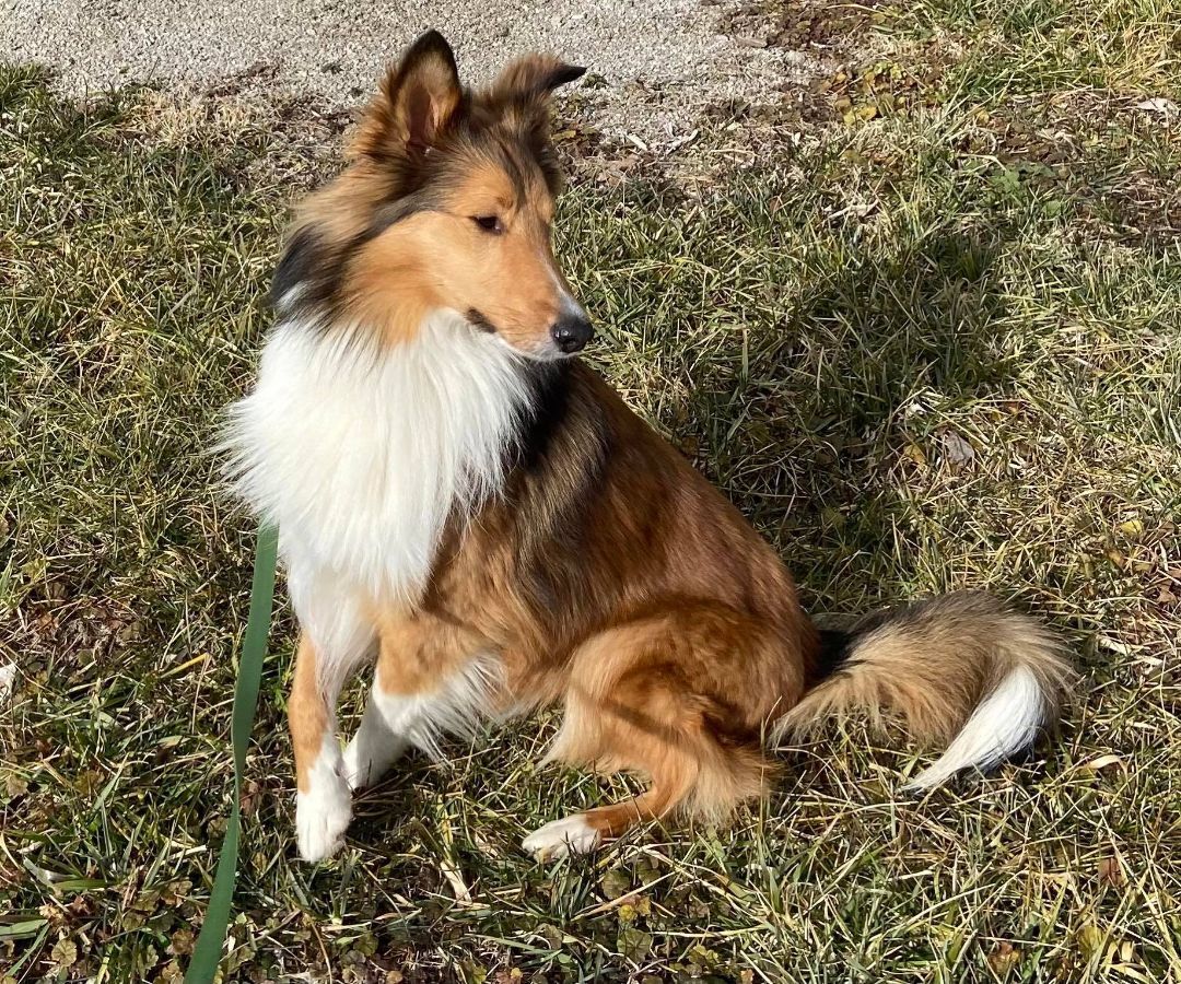 Buzz, an adoptable Shetland Sheepdog / Sheltie in New Albany, IN, 47150 | Photo Image 5