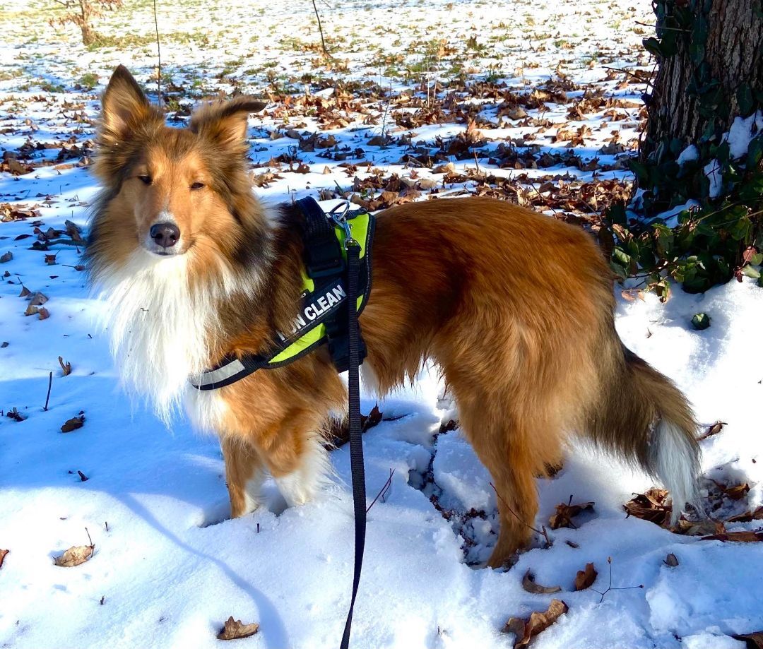 Buzz, an adoptable Shetland Sheepdog / Sheltie in New Albany, IN, 47150 | Photo Image 6
