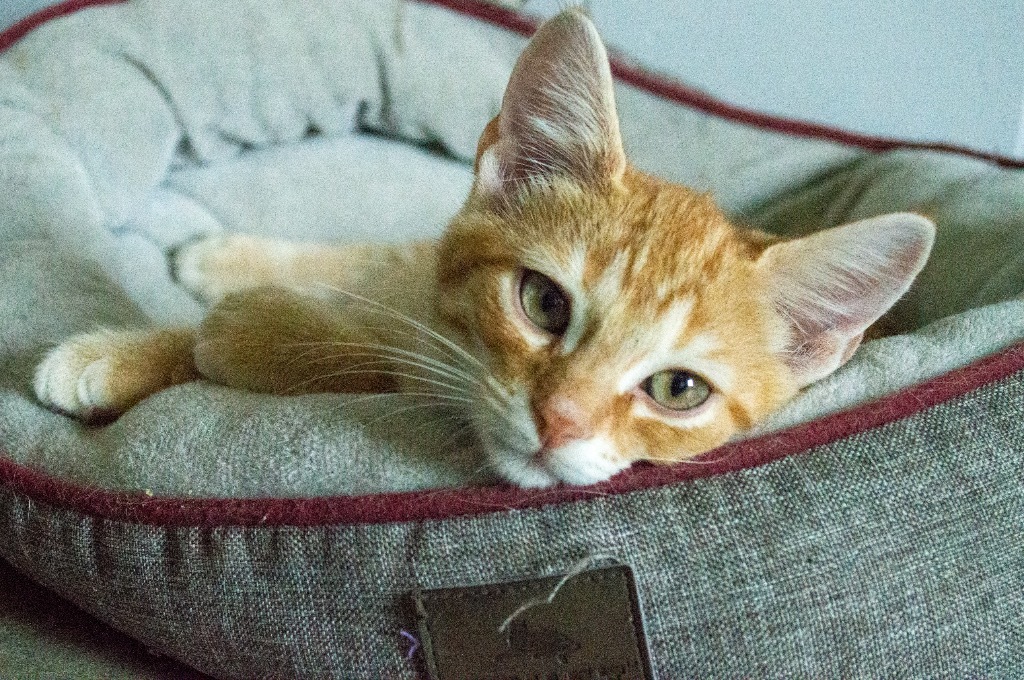 Diamond, an adoptable Domestic Short Hair in Portland, IN, 47371 | Photo Image 4