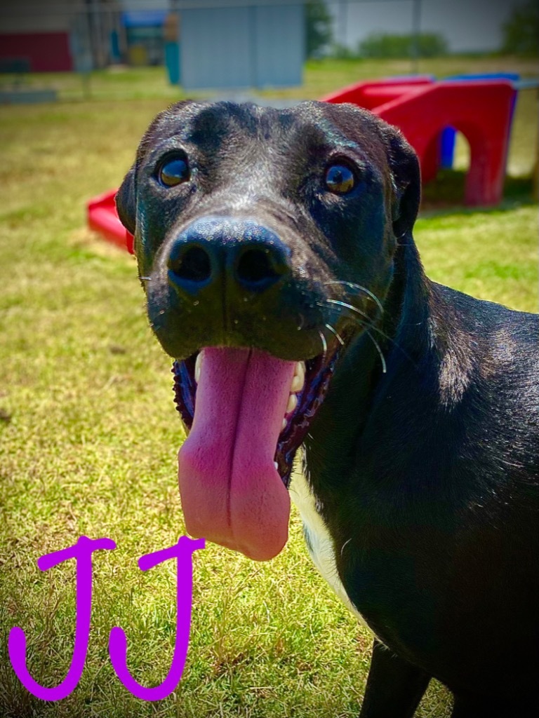 JJ, an adoptable Labrador Retriever in Big Spring, TX, 79720 | Photo Image 1