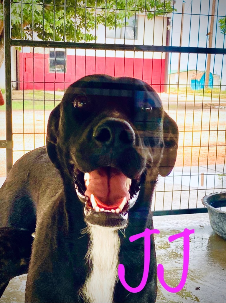 JJ, an adoptable Labrador Retriever in Big Spring, TX, 79720 | Photo Image 2