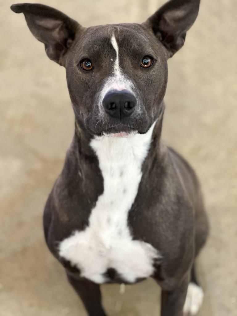 Simon, an adoptable Pit Bull Terrier in Big Spring, TX, 79720 | Photo Image 1