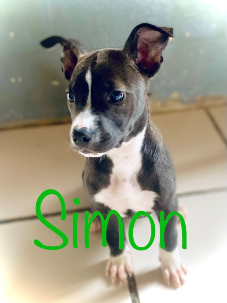 Simon, an adoptable Pit Bull Terrier in Big Spring, TX, 79720 | Photo Image 2