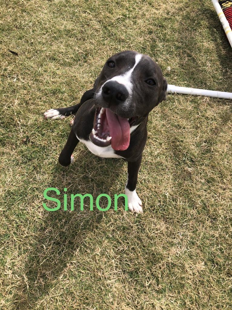 Simon, an adoptable Pit Bull Terrier in Big Spring, TX, 79720 | Photo Image 3