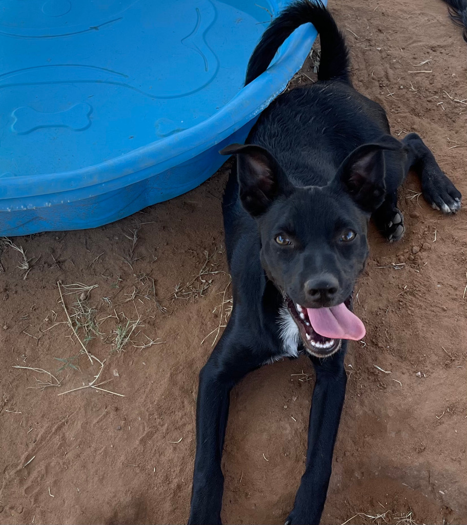 Zion, an adoptable Chihuahua, Labrador Retriever in Midland, TX, 79705 | Photo Image 1