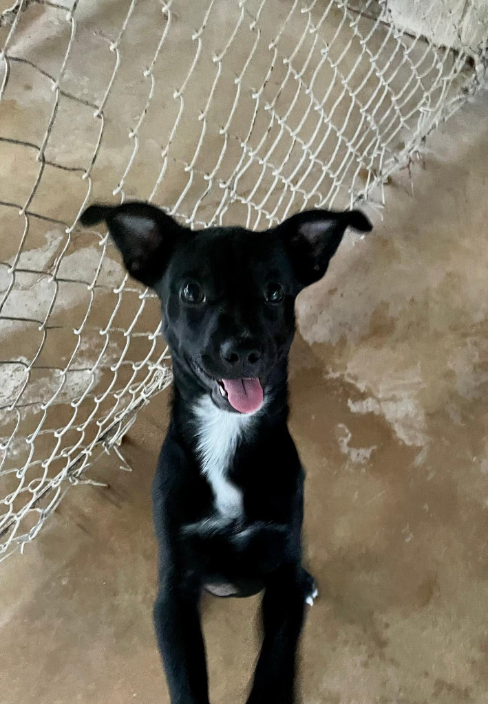 Zion, an adoptable Chihuahua, Labrador Retriever in Midland, TX, 79705 | Photo Image 2