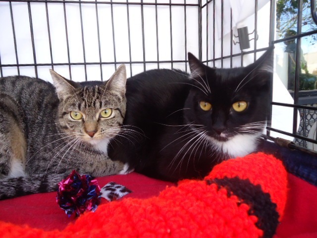 MJ and Tiny, an adoptable Domestic Short Hair in Berkeley, CA_image-1